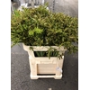CYPERUS GLABER