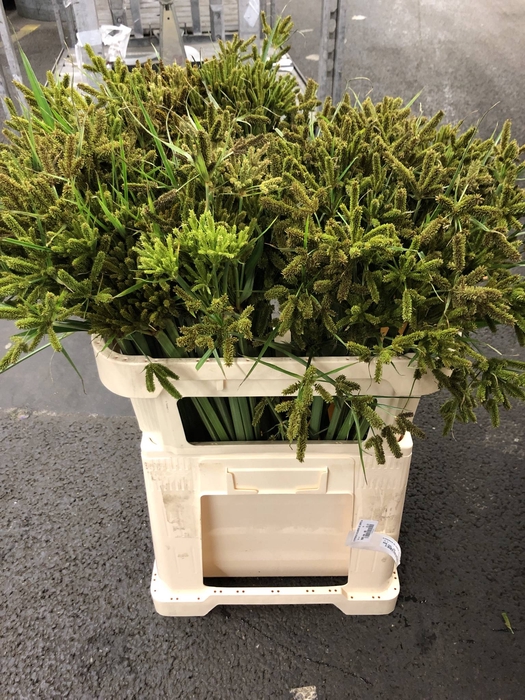 CYPERUS GLABER