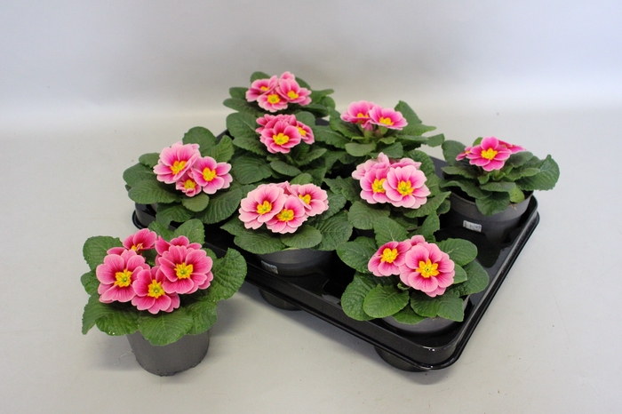 <h4>Primula acaulis Apple bloesem</h4>