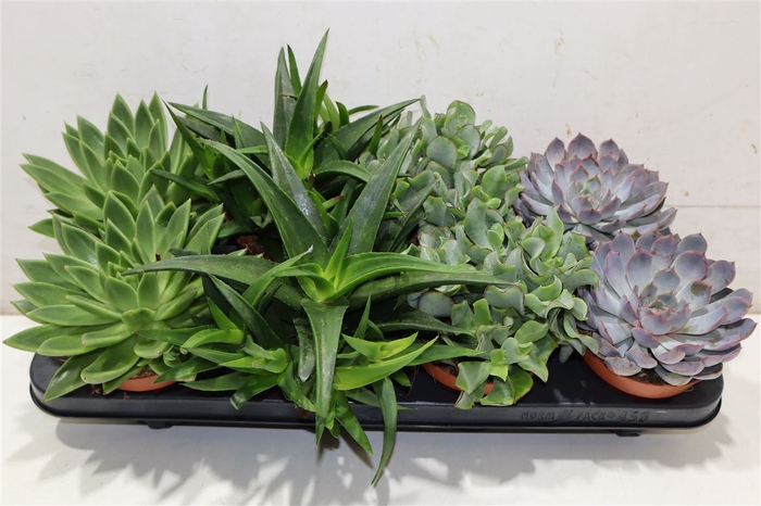 <h4>Succ Gem 4 Srt</h4>