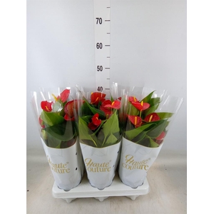 Anthurium  'Diamond Red'