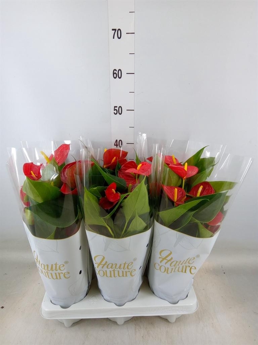 <h4>Anthurium  'Diamond Red'</h4>