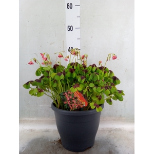 Oxalis tetraphylla 'Iron Cross'