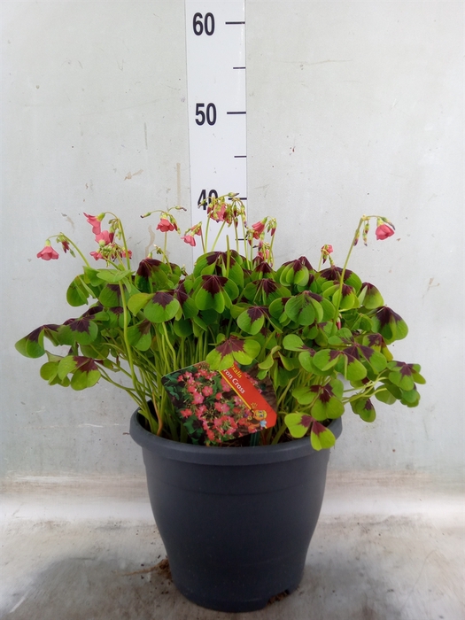 <h4>Oxalis tetraphylla 'Iron Cross'</h4>