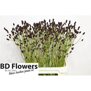 Sanguisorba Of Black Dream Sel