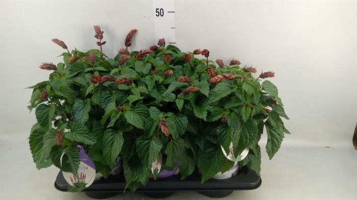 <h4>Salvia  'Salgoon Lake Flamingo'</h4>