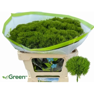 DI BARB GREEN WICKY