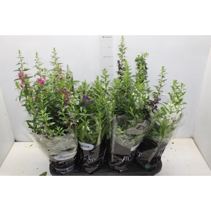 ANGELONIA P14 VARIADO