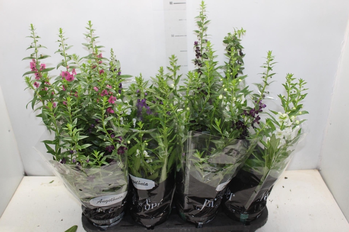 <h4>ANGELONIA P14 VARIADO</h4>