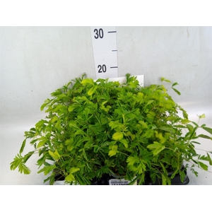 Mimosa pudica