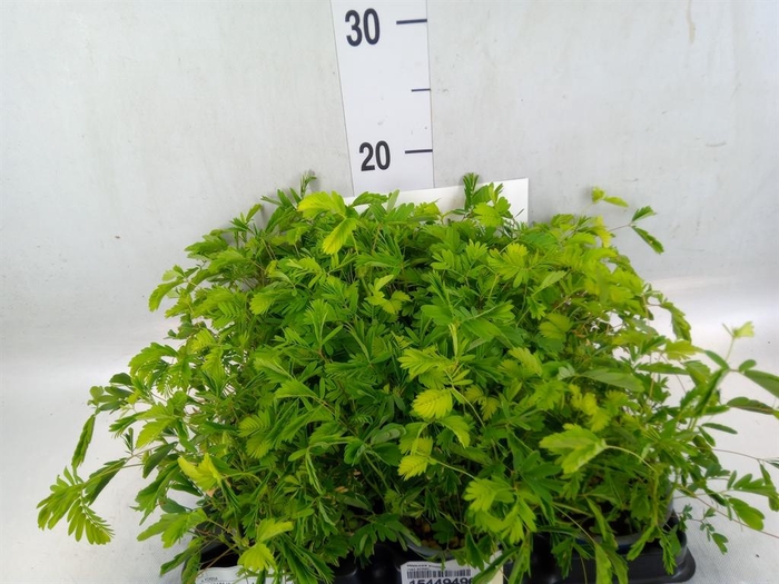 <h4>Mimosa pudica</h4>