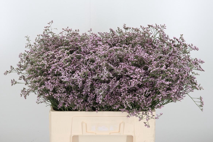 <h4>Lim Saf Oshi Pink</h4>