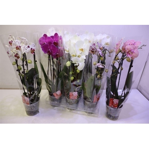 arr8 Phal El Cascade