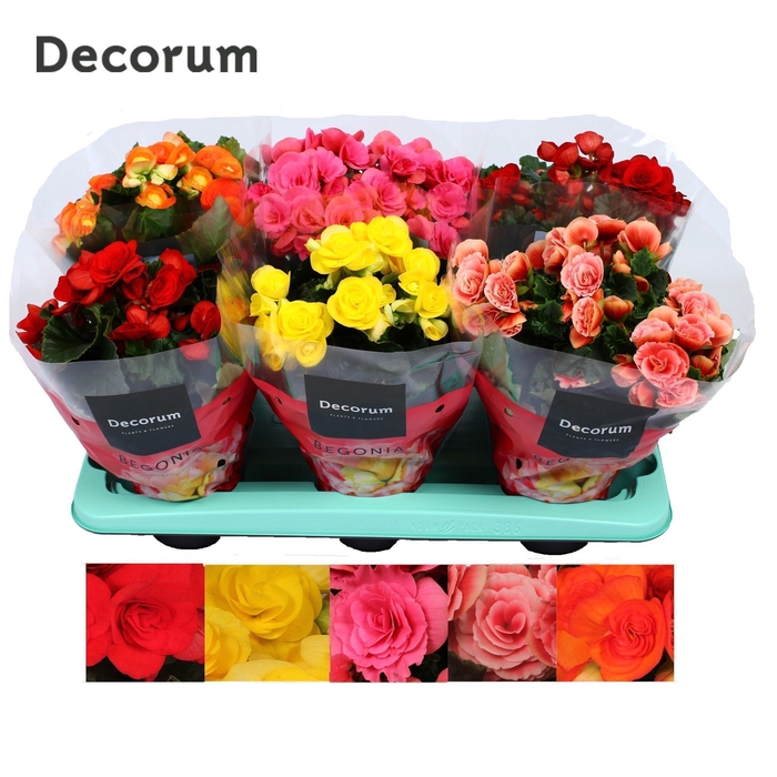 <h4>Begonia 13cm mix in tray(5 kleuren) Decorum</h4>