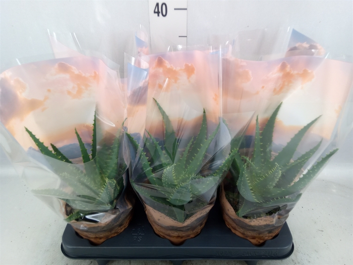 <h4>Aloe arborescens</h4>