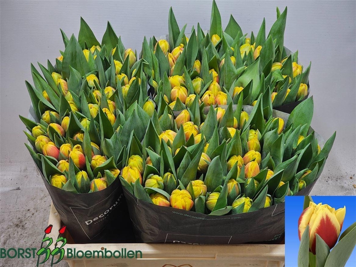 <h4>Tu Du Perugia</h4>