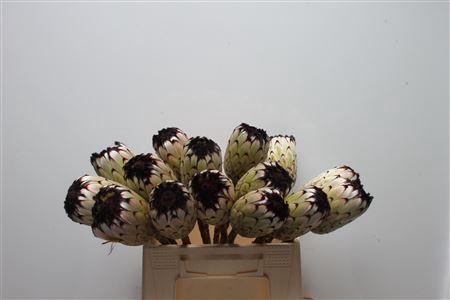 <h4>Protea Barb Niobe No Leaves</h4>