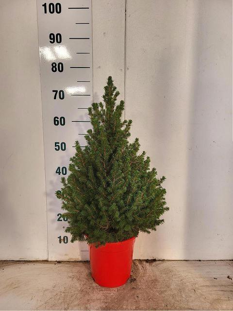 <h4>PICEA GL CONICA</h4>