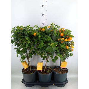 Lantana camara 'Simon Orange'