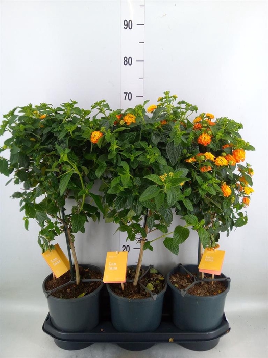 <h4>Lantana camara 'Simon Orange'</h4>
