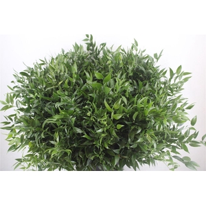 Ruscus Short 300gram P Bunch
