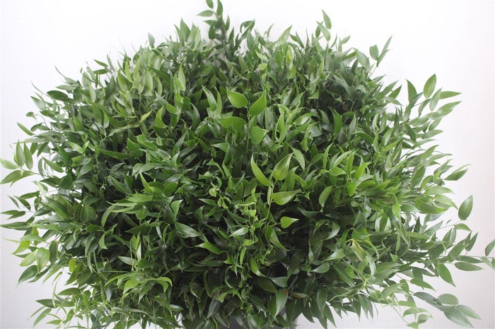 <h4>Ruscus Short 300gram P Bunch</h4>