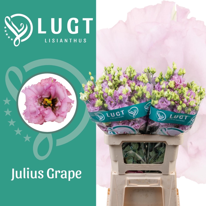 <h4>Lisianthus Julius Grape 996</h4>