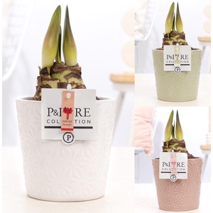 Hippeastrum mix in P&PURE Juliette ceramics ass. 3