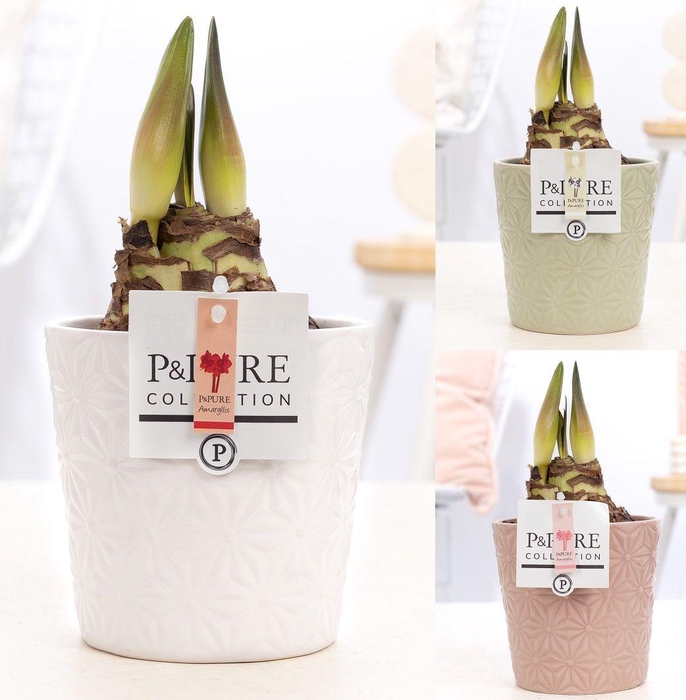<h4>Hippeastrum mix in P&PURE Juliette ceramics ass. 3</h4>