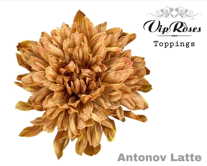 <h4>Chr G Vip Antonov Latte</h4>