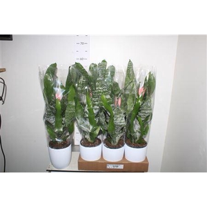 ** Aech Fas Primera Keramiek Wit * Spring Deal *