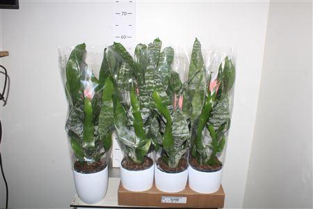 <h4>** Aech Fas Primera Keramiek Wit * Spring Deal *</h4>