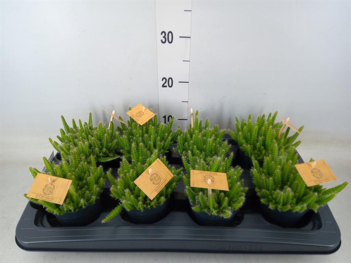 <h4>Hylocereus undatus</h4>