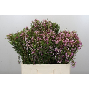 Chamelaucium Kerryn