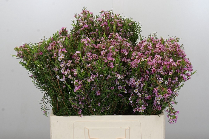 <h4>Chamelaucium Kerryn</h4>