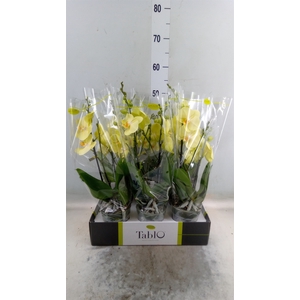 Phalaenopsis   ...yellow