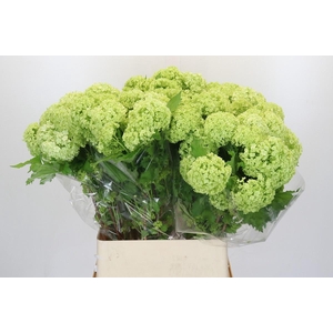 Viburnum Opulus Roseum