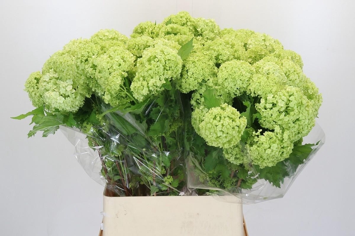 <h4>Viburnum Opulus Roseum</h4>