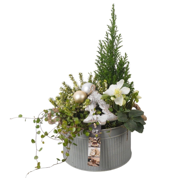 <h4>Arr.   Tuinplanten H%</h4>