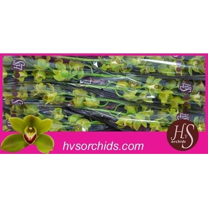 CYMB T JUNGLE TRAIL 80 CM