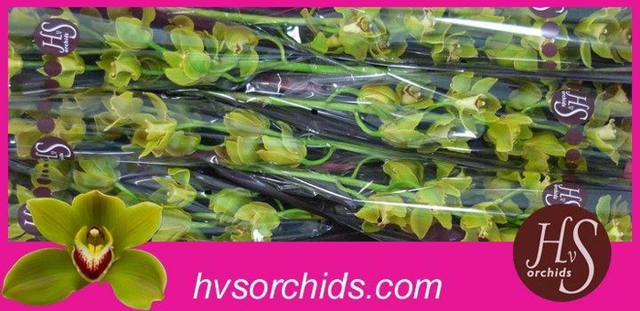 <h4>CYMB T JUNGLE TRAIL 80 CM</h4>