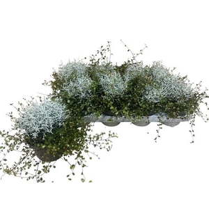 LEUCOPH BROWNII
