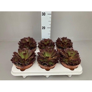Aeonium Phoenix flame