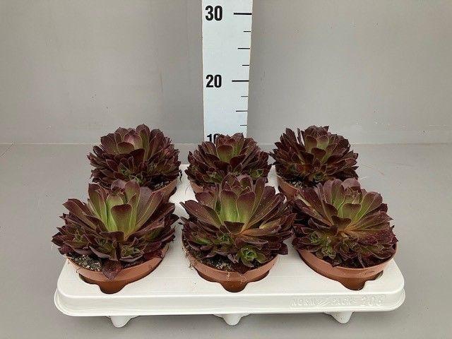 <h4>Aeonium Phoenix flame</h4>
