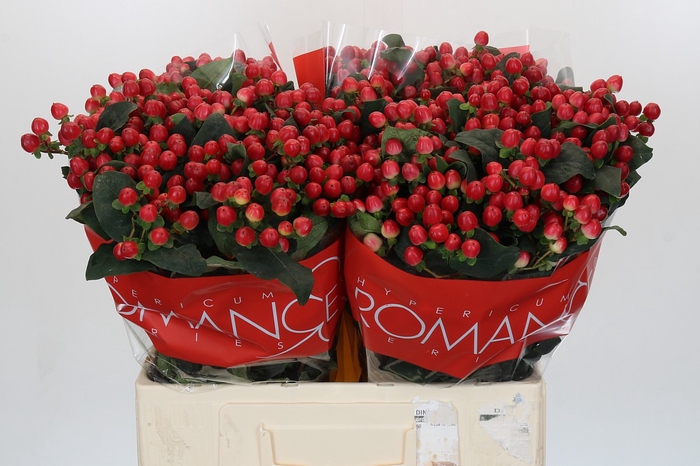 <h4>Hypericum True Romance</h4>