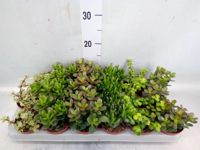 <h4>Crassula   ...mix</h4>