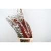 ROSA CORALLO RED 110CM