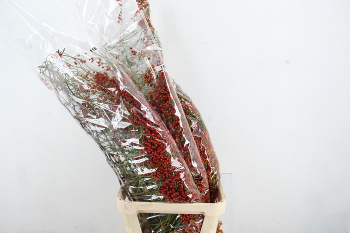 ROSA CORALLO RED 110CM