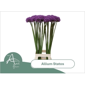 ALLIUM STATOS