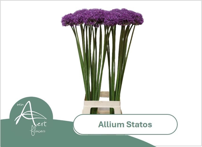 <h4>ALLIUM STATOS</h4>